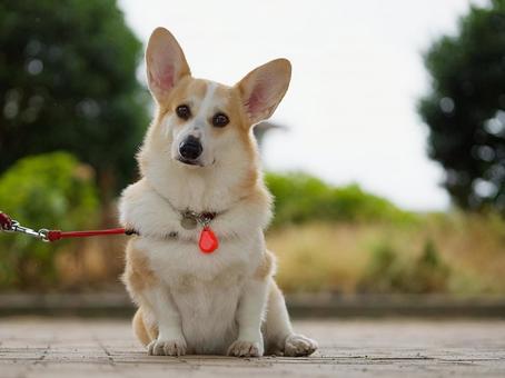 ウェルシュコーギーペンブローグ ウェルシュコーギーペンブローグ 犬,コーギー,ウェルシュコーギーの写真素材