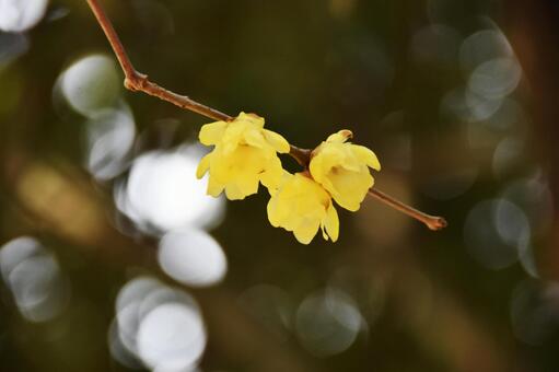 ロウバイ（蝋梅） ロウバイ,黄,蝋梅の写真素材