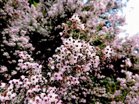 植物園に咲くジャノメエリカの花 ジャノメエリカ,蛇の目,花の写真素材