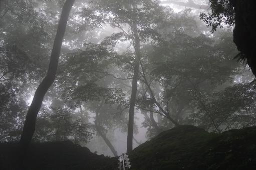 滝 滝の写真