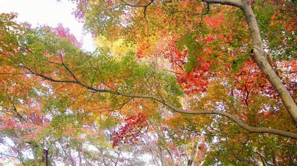 紅葉-1345 紅葉,モミジ,赤の写真素材