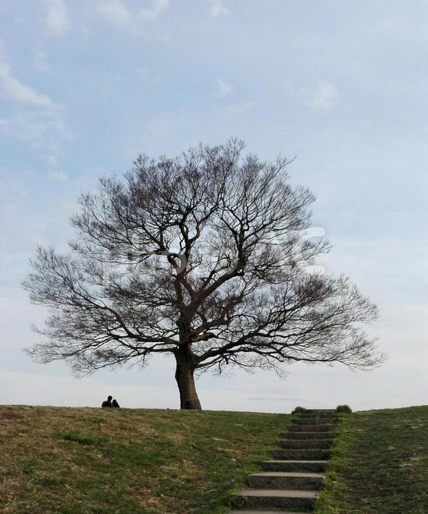 からっぽの木 木,公園,自然の写真素材