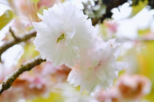 薄紅色の八重桜　普賢象 普賢象,桜,八重桜の写真素材
