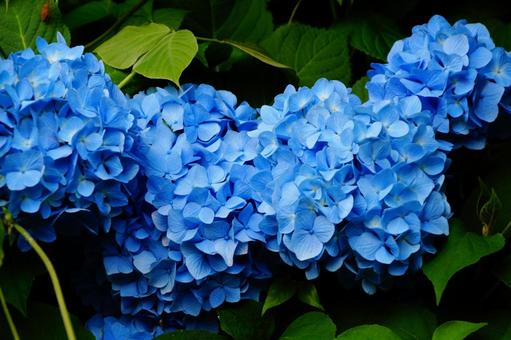 青いアジサイ 青いアジサイ 紫陽花,植物,6月の写真素材