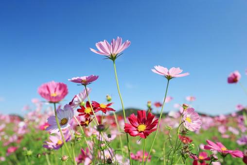 コスモス畑の写真