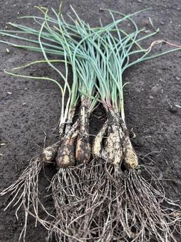 市民農園のエシャレットの収穫 エシャレット,食べ物,食材の写真素材