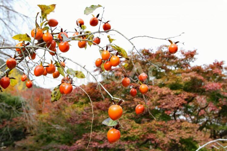 柿の木 柿,木,実の写真素材
