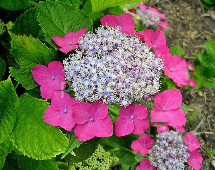 赤のアジサイ 花,アジサイ,あじさいの写真素材