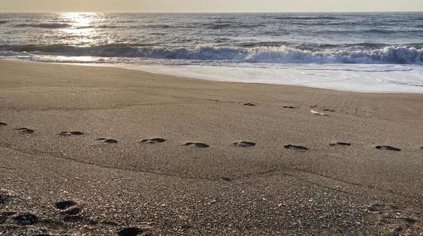 Photo, a wave beach, coastal, beach, 