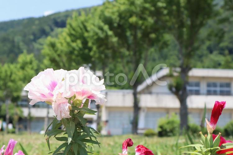 ピンクの花と自然の風景 ピンク,花,風景の写真素材