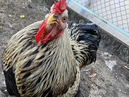 Photo, animal, bird, chicken, 