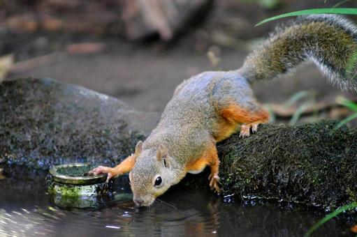水を飲む二ホンリス リス,二ホンリス,動物の写真素材