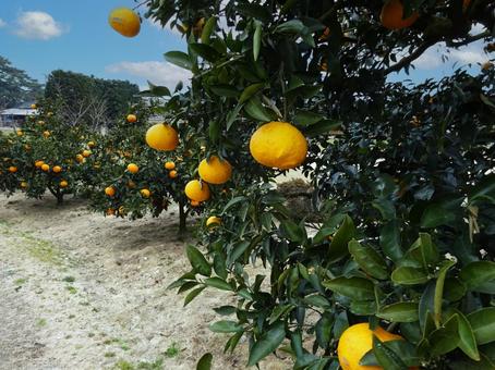 甘夏 甘夏,夏みかん,柑橘類の写真素材
