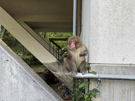 野生の猿 長野県大町市 野生の猿 長野県大町市 野生,猿,サルの写真素材
