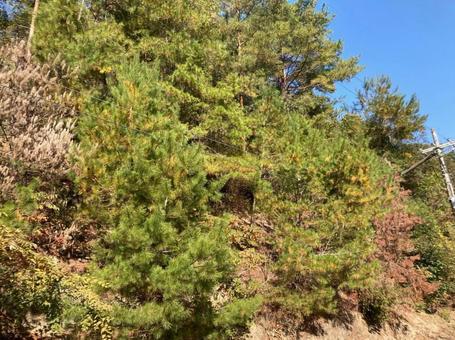 崖の木々 崖の木々の写真