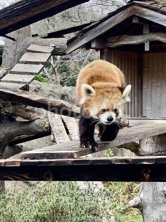 動物園　のびのび動き回るレッサーパンダ3 レッサーパンダ,のんびり,動物の写真素材