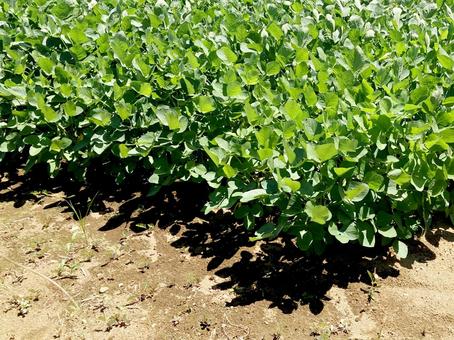 畑 畑,作物,収穫の写真素材