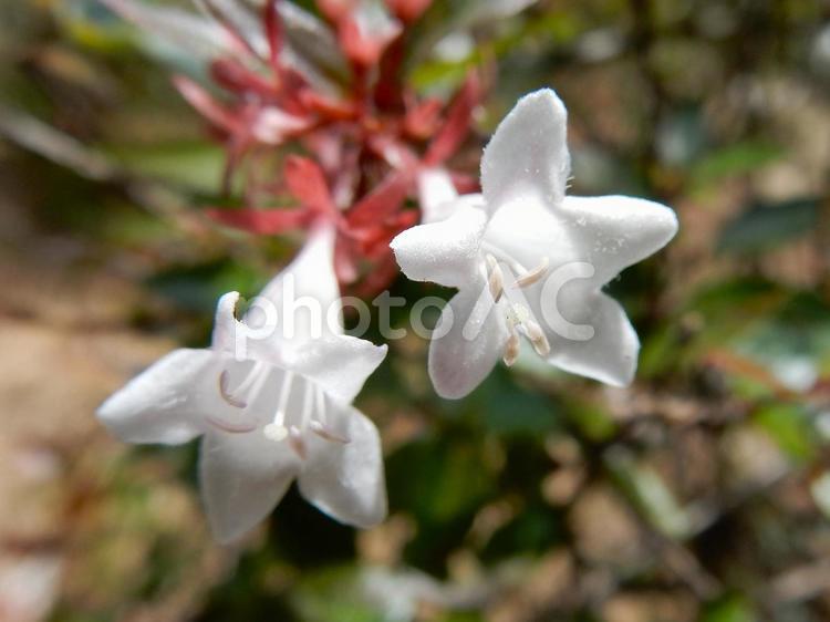 【花の写真】ハナゾノツクバネウツギ ハナゾノツクバネウツギ,アベリア,花園衝羽根空木の写真素材