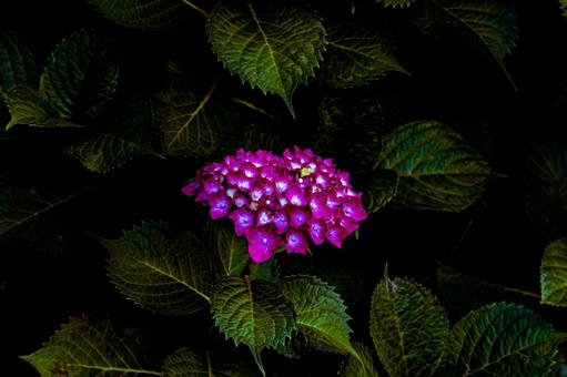 Hydrangea, JPG