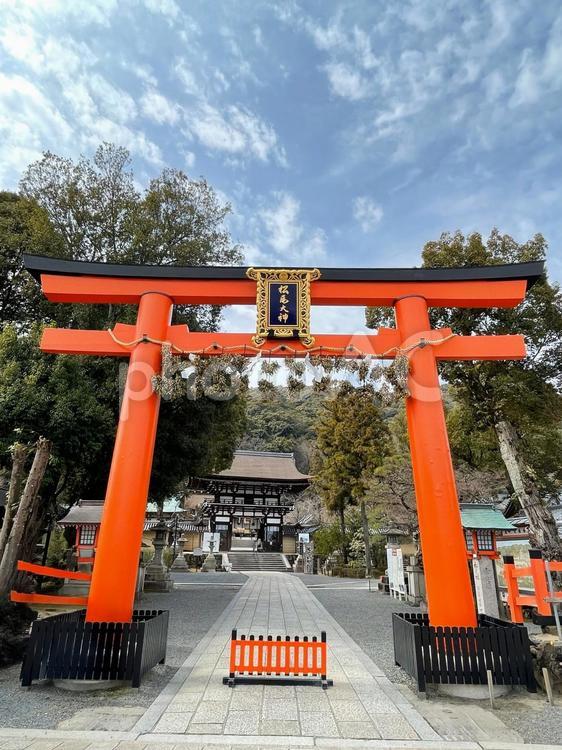 京都　酒造りの神様　松尾大社　鳥居 松尾大社,まつのおたいしゃ,鳥居の写真素材