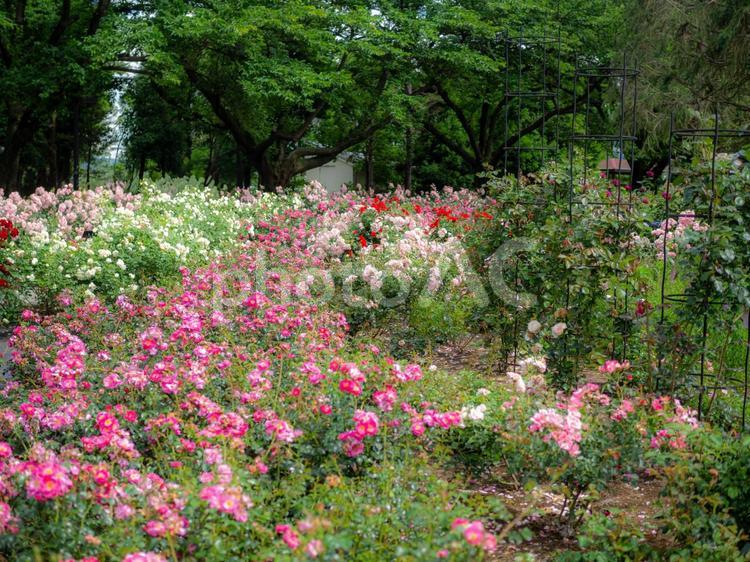群生するピンクの小さなバラ バラ,ばら,群生の写真素材