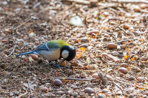 木の実をついばむシジュウカラ 木の実をついばむシジュウカラの写真