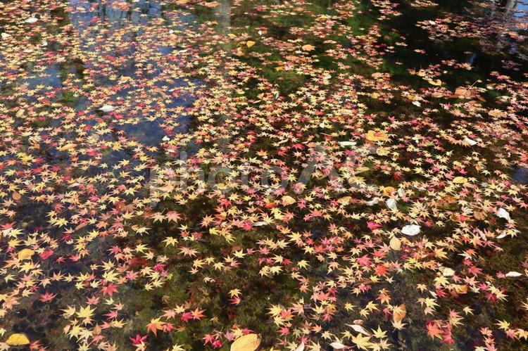 池に散ったもみじの葉っぱ 秋,もみじ,背景の写真素材