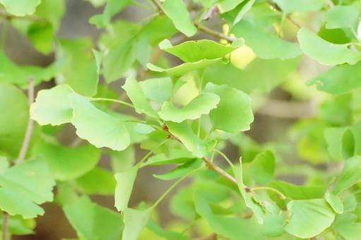 イチョウの写真