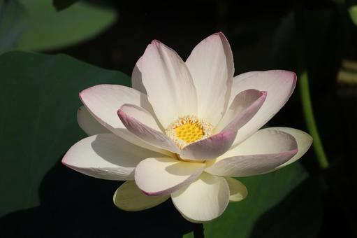 白い花びらの蓮の花のアップ 白い花びらの蓮の花のアップの写真