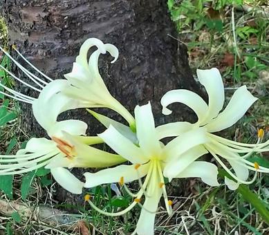 初秋の白い彼岸花 曼珠沙華 初秋の白い彼岸花 曼珠沙華の写真