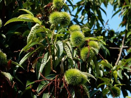【植物写真】イガグリ(毬栗) 【植物写真】イガグリ(毬栗)の写真