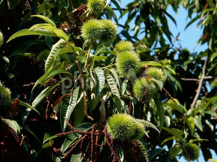 【植物写真】イガグリ（毬栗） イガグリ,毬栗,自然の写真素材
