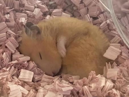 寝ているハムスター 寝ているハムスター ハムスター,キンクマハムスター,ゴールデンハムスターの写真素材