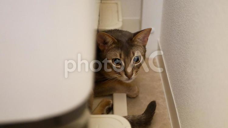狭い場所に隠れる猫 アビシニアン,子猫,ブルーの写真素材