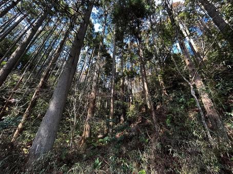 山の中 山の中の写真