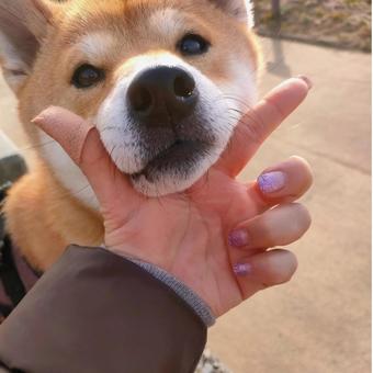 あご乗せする可愛い柴犬 あご乗せする可愛い柴犬 犬,柴犬,シバの写真素材