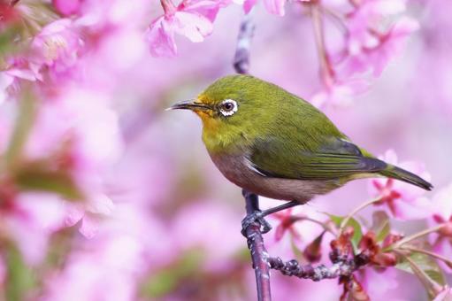 満開の河津桜と可愛いメジロ 桜,メジロ,春の写真素材