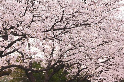 淡いソメイヨシノ 淡いソメイヨシノの写真