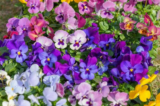 カラフルな中輪パンジーの花苗の背景 パンジー,花,春の写真素材