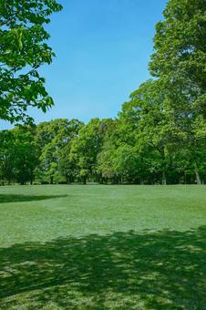 緑の公園 緑の公園 木,公園,森の写真素材