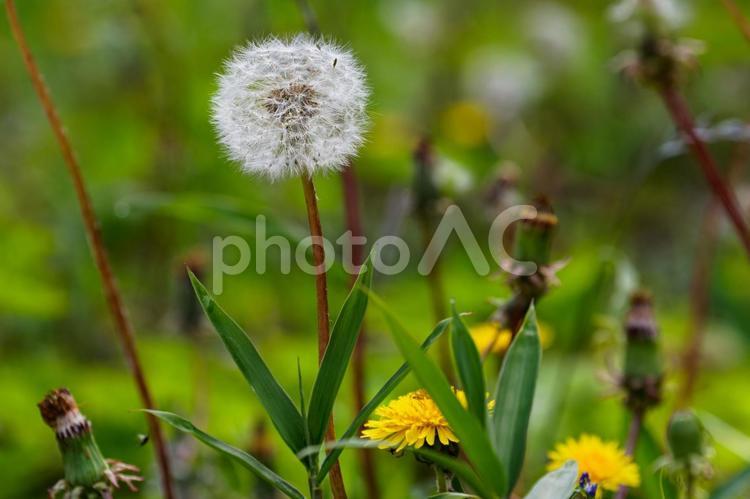 タンポポの花と綿毛 タンポポ,蒲公英,花の写真素材