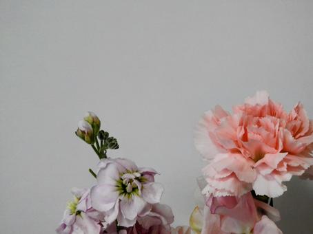 Photo, পটভূমি, ফুল, গোলাপী পাতলবর্ণ, 