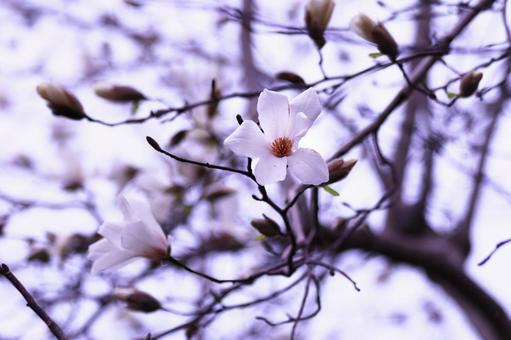 春の訪れを告げるハクモクレンの白い花 花,ハクモクレン,植物の写真素材