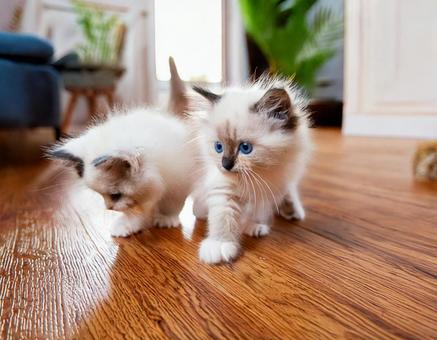ラグドールの子猫 ラグドールの子猫の写真