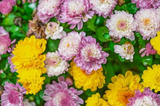 色とりどりの小菊の花束 色とりどりの小菊の花束 小菊,菊,花の写真素材