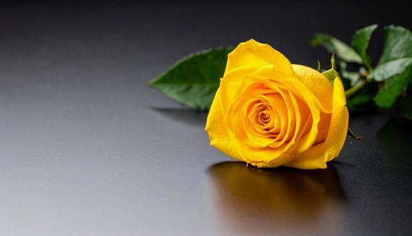 一輪の薔薇の花 一輪の薔薇の花の写真