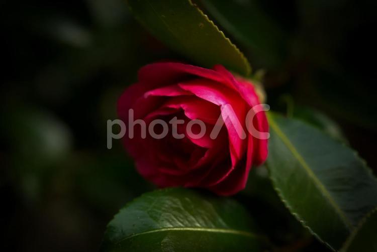 ＜五島市鬼岳椿園＞寒椿の花 花,植物,椿の写真素材
