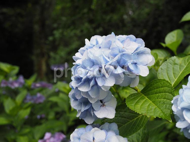雨に濡れた紫陽花（アジサイ） アジサイ,紫陽花,あじさいの写真素材