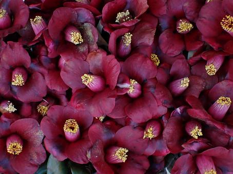 クロツバキ散る クロツバキ,黒椿,椿の写真素材