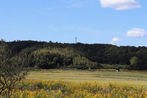 秋空の下に背高泡立草と田圃が広がる農村 秋空の下に背高泡立草と田圃が広がる農村 背高泡立草,セイタカアワダチソウ,田圃の写真素材